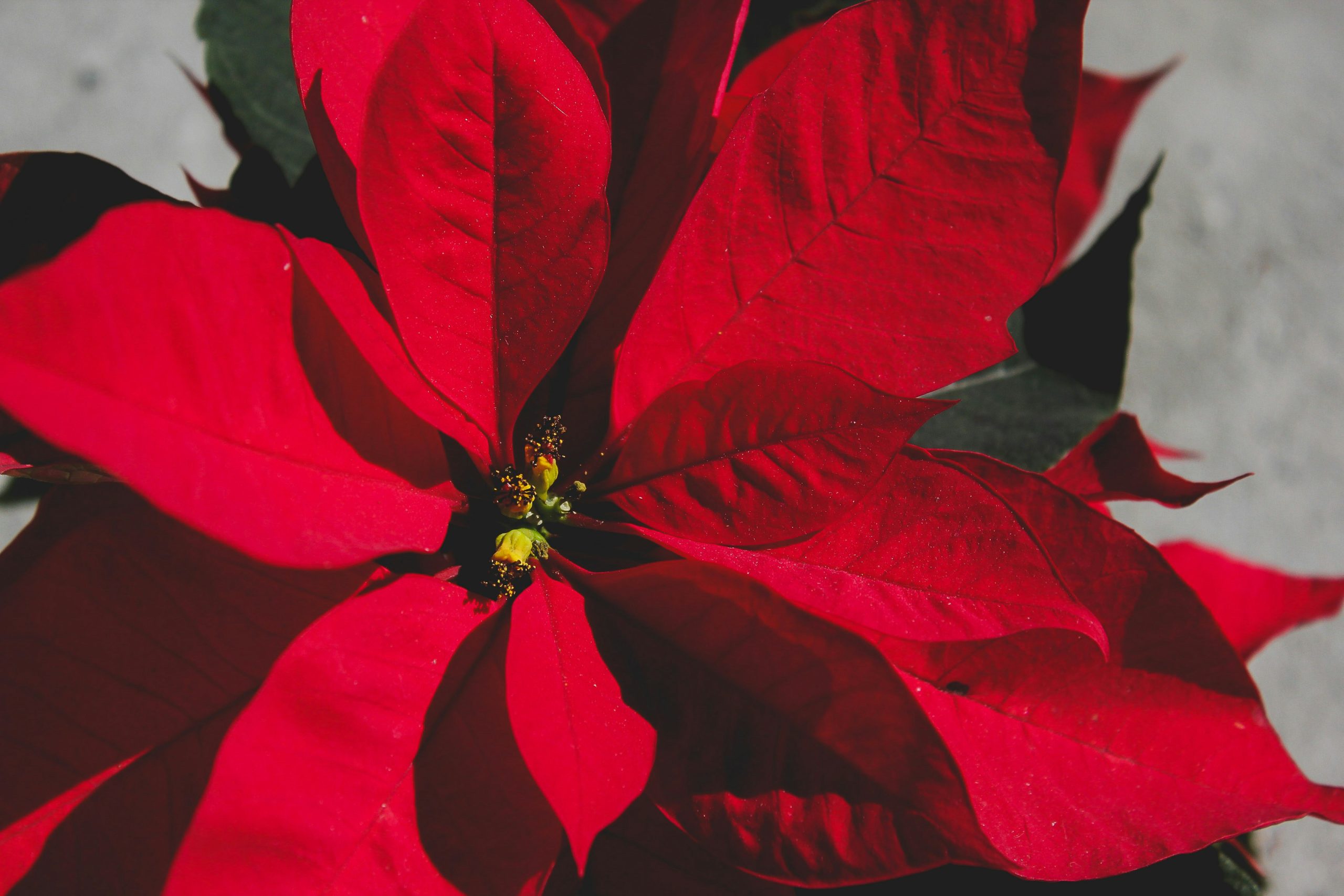 Christmas flower